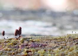 Attēlu rezultāti vaicājumam “Cribraria oregana”