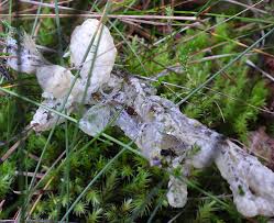 Attēlu rezultāti vaicājumam “Diderma chondrioderma”