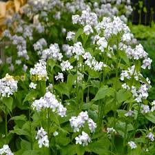 Attēlu rezultāti vaicājumam “Lunaria rediviva flower”