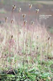 Attēlu rezultāti vaicājumam “Plantaginaceae”