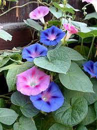 Image result for Ipomoea purpurea