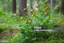 Attēlu rezultāti vaicājumam “Cypripedium calceolus”