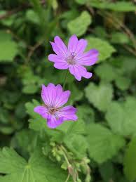 Attēlu rezultāti vaicājumam “Geranium pyrenaicum”