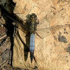 Attēlu rezultāti vaicājumam “Orthetrum cancellatum male”