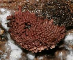 Attēlu rezultāti vaicājumam “Arcyria affinis”