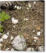 Attēlu rezultāti vaicājumam “Cardaminopsis arenosa bud”