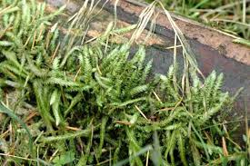 Attēlu rezultāti vaicājumam “Plagiothecium sp.”