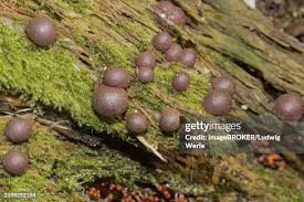 Attēlu rezultāti vaicājumam “Lycogala epidendrum aggr. sessile”