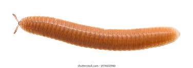 Attēlu rezultāti vaicājumam “Polyzonium germanicum”