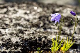 Image result for Campanula strigosa