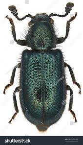 Attēlu rezultāti vaicājumam “Necrobia violacea”