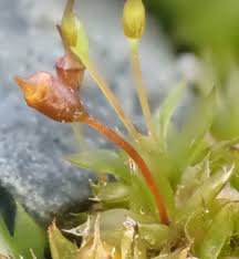 Attēlu rezultāti vaicājumam “Tortula truncata”