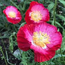 Image result for Papaver rhoeas 'Shirley'