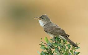 Image result for Hippolais pallida