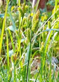 Attēlu rezultāti vaicājumam “Carex pallescens”
