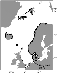 Image result for Hyas araneus