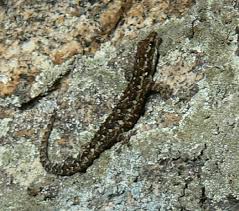 Attēlu rezultāti vaicājumam “Regulus regulus adult”