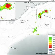 Image result for Vazella pourtalesii