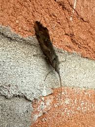 Attēlu rezultāti vaicājumam “Glyphotaelius pellucidus”