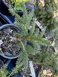 Attēlu rezultāti vaicājumam “Picea orientalis”