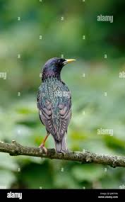 Attēlu rezultāti vaicājumam “Sturnus vulgaris male”