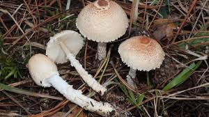 Attēlu rezultāti vaicājumam “Lepiota clypeolaria”