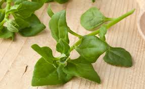 Image result for Neuseeländer Salat