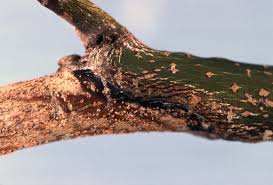 Attēlu rezultāti vaicājumam “Nectria cinnabarina”