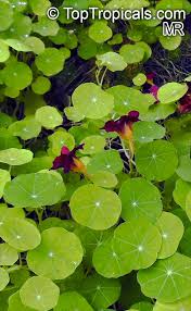 Image result for Tropaeolum minus