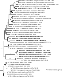 Attēlu rezultāti vaicājumam “Heyderia pusilla”