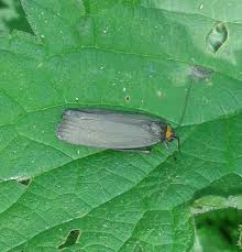 Attēlu rezultāti vaicājumam “Atolmis rubricollis”