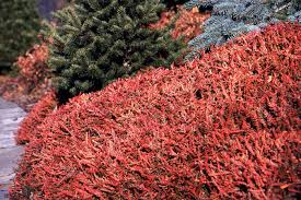 Attēlu rezultāti vaicājumam “Calluna vulgaris leaf”