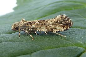 Attēlu rezultāti vaicājumam “Morophaga choragella”