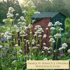 Attēlu rezultāti vaicājumam “Valeriana officinalis”