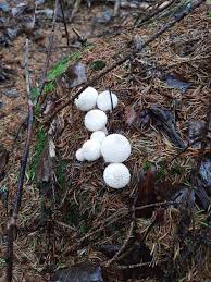 Attēlu rezultāti vaicājumam “Lignydium muscorum spores”