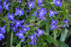 Image result for Männertreu