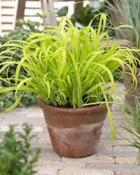 Attēlu rezultāti vaicājumam “Milium effusum”