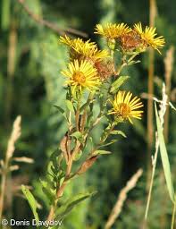 Attēlu rezultāti vaicājumam “Inula salicina leaf”