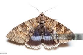 Attēlu rezultāti vaicājumam “Catocala fraxini”