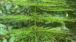 Attēlu rezultāti vaicājumam “Equisetum sylvaticum”