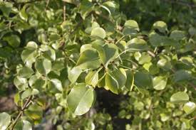 Attēlu rezultāti vaicājumam “Pyrus pyraster leaf”