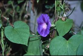 Image result for Ipomoea purpurea