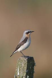 Attēlu rezultāti vaicājumam “Oenanthe oenanthe male”