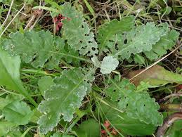 Attēlu rezultāti vaicājumam “Jacobaea vulgaris leaf”