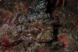 Image result for Scorpaena porcus