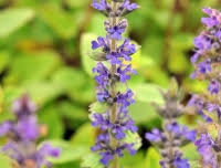 Attēlu rezultāti vaicājumam “Ajuga genevensis leaf”