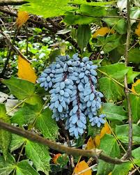 Attēlu rezultāti vaicājumam “Chamaedaphne calyculata fruit”