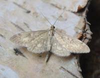 Attēlu rezultāti vaicājumam “Anania lancealis”