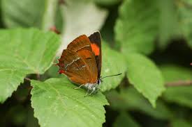 Attēlu rezultāti vaicājumam “Thecla betulae underside”