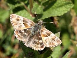 Attēlu rezultāti vaicājumam “Carcharodus floccifera upperside”